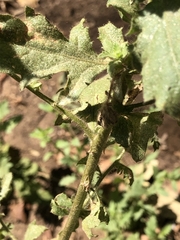 Pseudoconyza viscosa