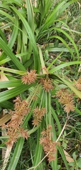 Cyperus lucidus
