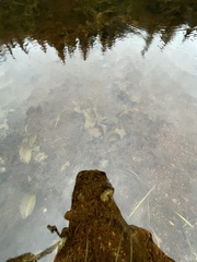 Potamogeton amplifolius