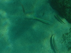 Diplectrum pacificum