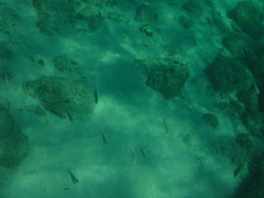 Diplectrum pacificum