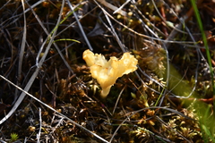 Clavulinopsis corniculata