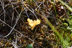 Clavulinopsis corniculata