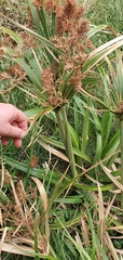 Cyperus lucidus