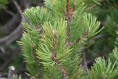 Pinus mugo