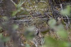 Tympanuchus phasianellus