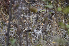 Tympanuchus phasianellus