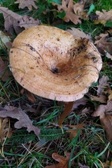 Lactarius deliciosus