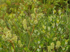 Salix bicolor