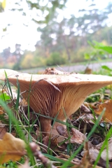 Lactarius deliciosus