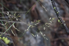Festuca campestris