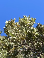 Quercus ithaburensis