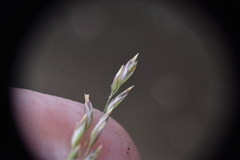 Festuca campestris