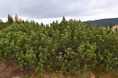 Pinus mugo