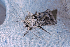 Thysanoplusia daubei