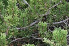 Pinus mugo