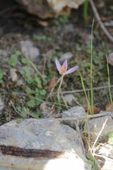 Crocus cambessedesii