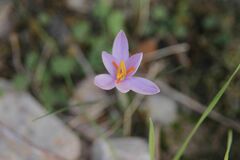 Crocus cambessedesii