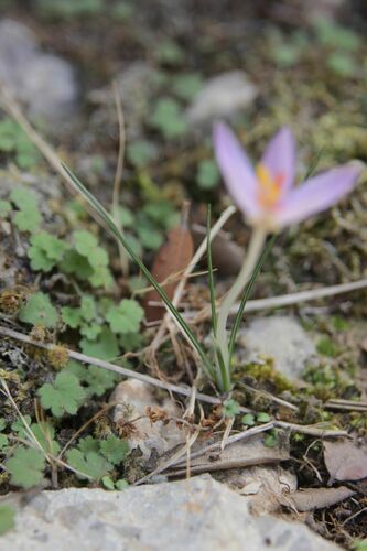 Image of Crocus cambessedesii by (c) Olivier Argagnon, some rights reserved (CC BY)