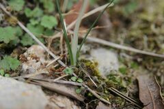 Crocus cambessedesii