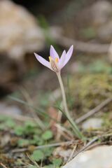 Crocus cambessedesii
