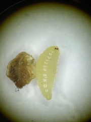 Eurytomidae