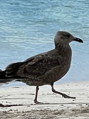 Larus fuscus