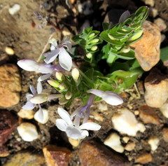 Lapeirousia pyramidalis pyramidalis