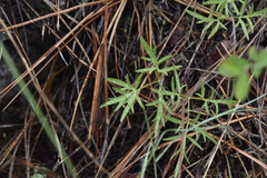 Lomatium geyeri
