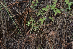 Lomatium geyeri