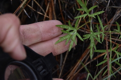 Lomatium geyeri