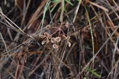 Lomatium geyeri
