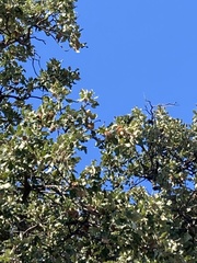 Quercus ithaburensis