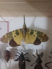 Pyrops viridirostris