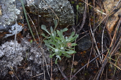 Antennaria dimorpha