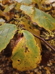 Hormaphis hamamelidis