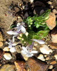 Lapeirousia pyramidalis pyramidalis