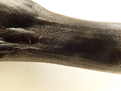 Geoglossum