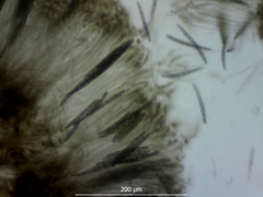Geoglossum