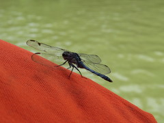 Erythemis