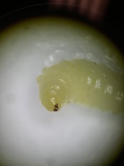 Eurytomidae