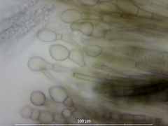 Geoglossum