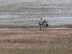 Balearica regulorum