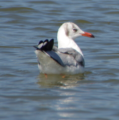 Chroicocephalus brunnicephalus