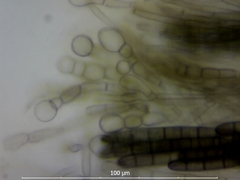 Geoglossum