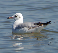 Chroicocephalus brunnicephalus