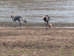 Balearica regulorum
