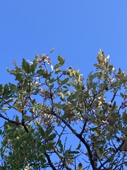 Quercus ithaburensis