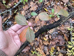 Aronia arbutifolia