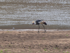 Balearica regulorum